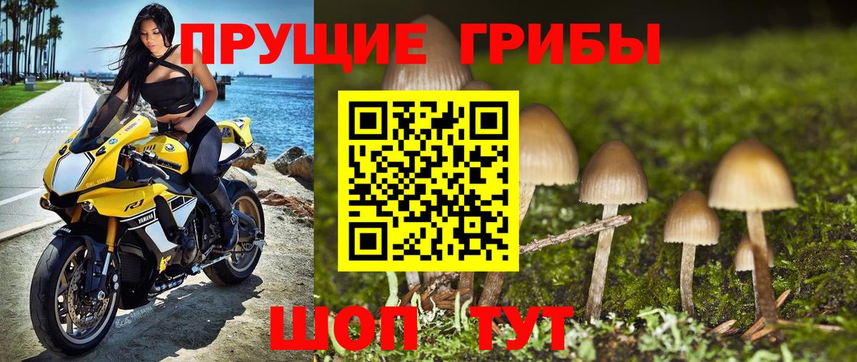 Псилоцибиновые грибы прущие грибы Зима